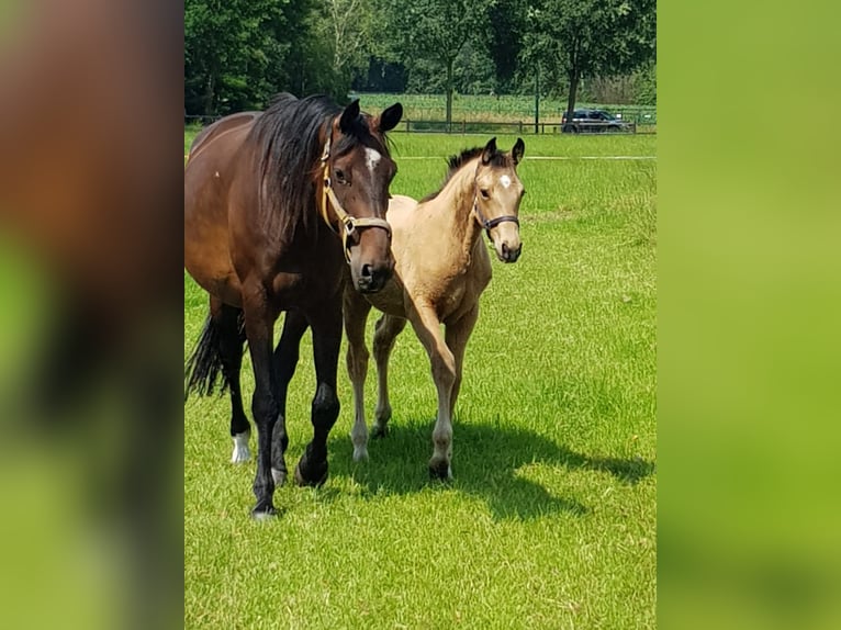 KWPN Jument 6 Ans 160 cm Buckskin in Poeldijk