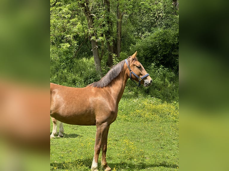 KWPN Jument 6 Ans 161 cm Alezan in P&#xF6;ls