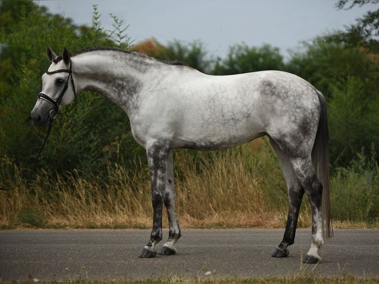 KWPN Jument 6 Ans 161 cm Gris in Baracs