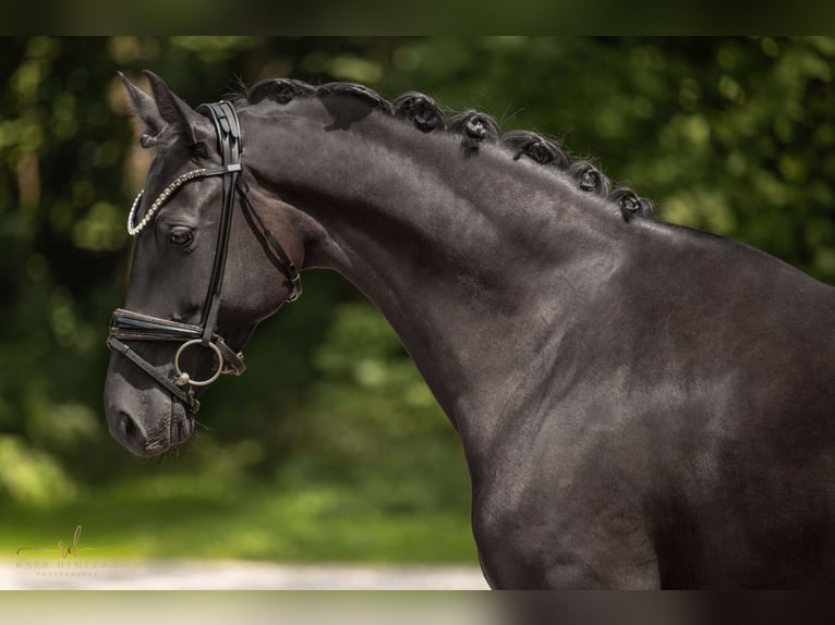 KWPN Jument 6 Ans 161 cm Noir in Wehringen