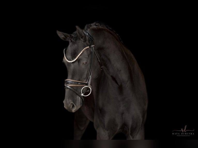 KWPN Jument 6 Ans 161 cm Noir in Wehringen