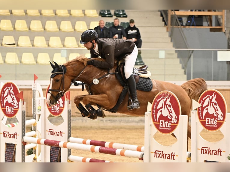 KWPN Jument 6 Ans 163 cm Alezan in Lengdorf