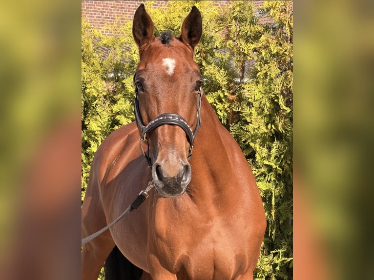 KWPN Jument 6 Ans 163 cm Bai in Kaldenkirchen