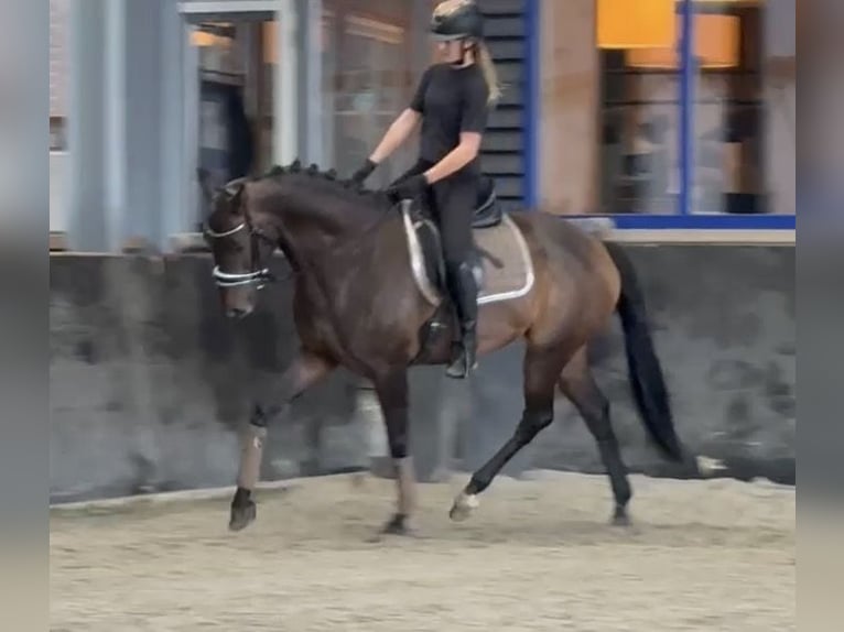 KWPN Jument 6 Ans 163 cm Bai in Kaldenkirchen