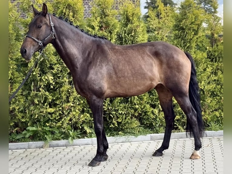 KWPN Jument 6 Ans 163 cm Bai in Kaldenkirchen
