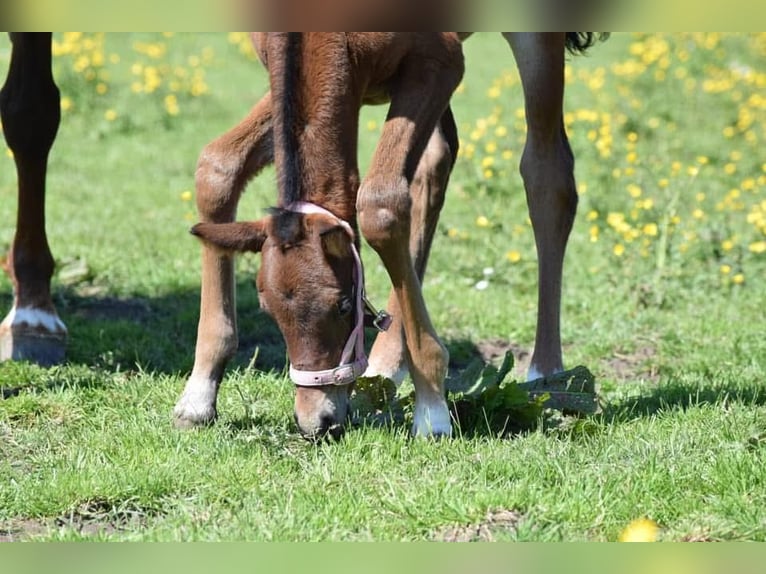 KWPN Jument 6 Ans 163 cm Bai in Everdingen