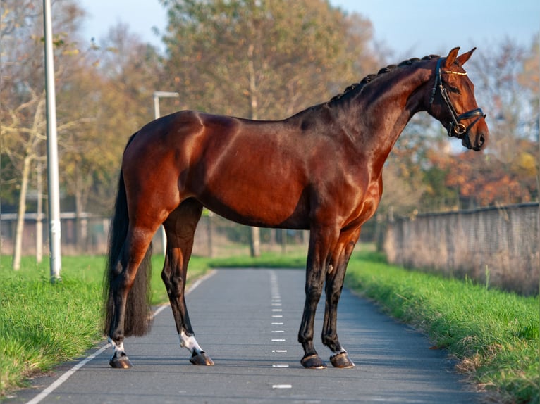 KWPN Jument 6 Ans 163 cm Bai in Everdingen