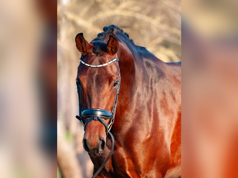 KWPN Jument 6 Ans 163 cm Bai in Everdingen