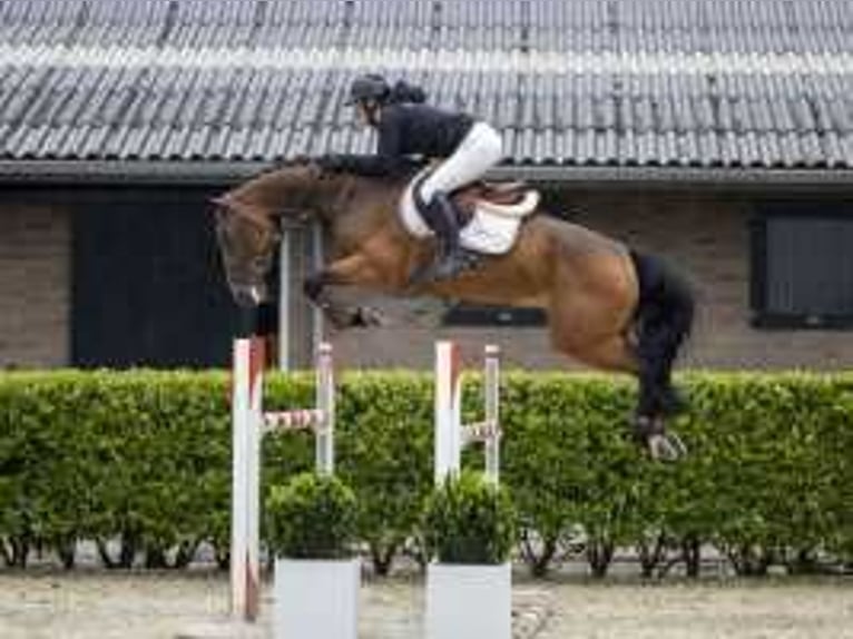 KWPN Jument 6 Ans 163 cm Bai in Waddinxveen