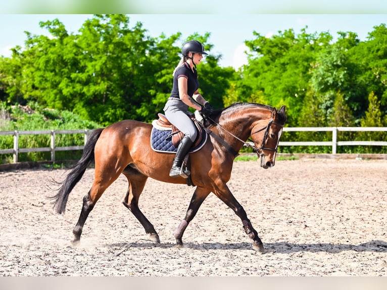 KWPN Jument 6 Ans 164 cm Bai brun in Radziejów