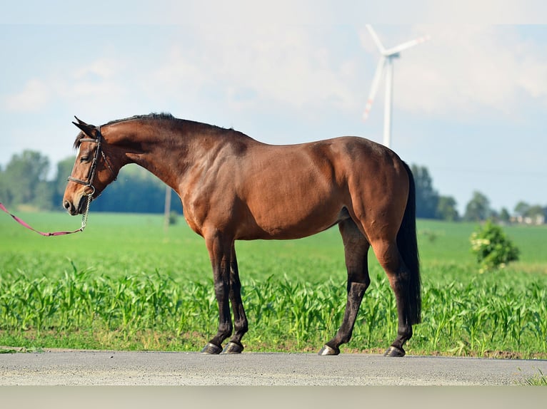 KWPN Jument 6 Ans 164 cm Bai brun in Radziejów