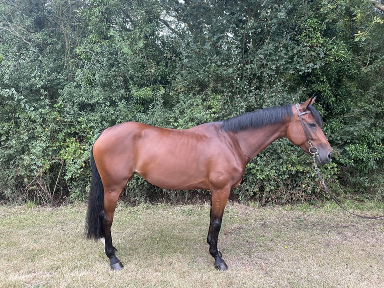 KWPN Jument 6 Ans 164 cm Bai cerise in Walsham Le Willows