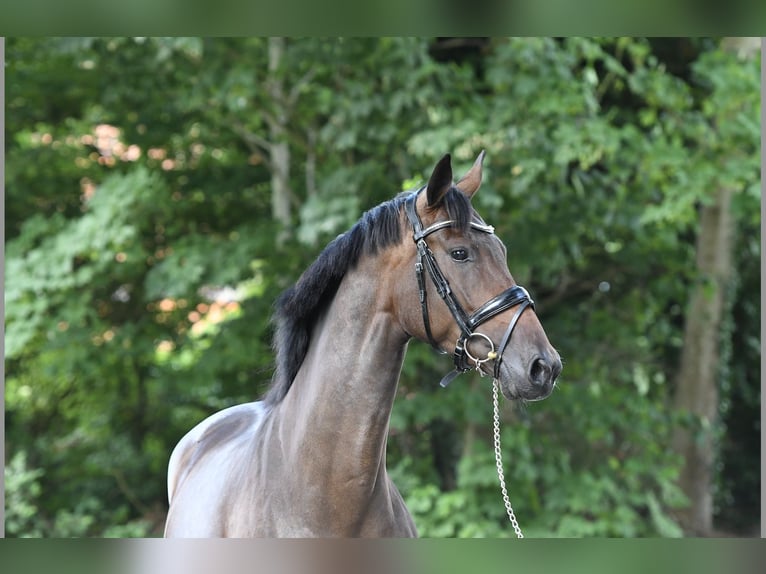 KWPN Jument 6 Ans 164 cm Bai in Bergen (NH)