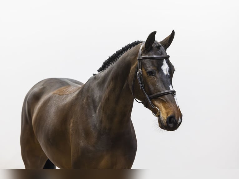 KWPN Jument 6 Ans 164 cm Bai in Waddinxveen