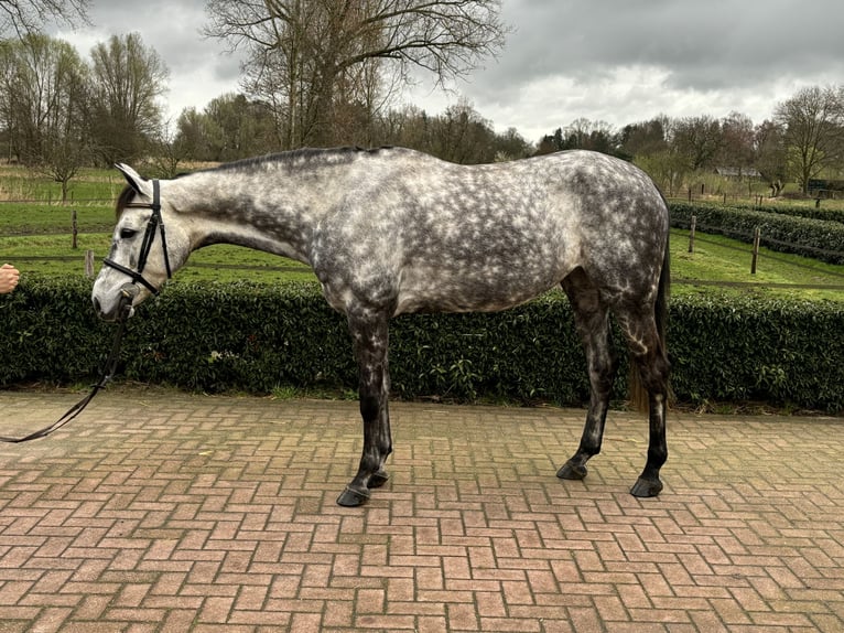 KWPN Jument 6 Ans 164 cm Gris pommelé in Helmond