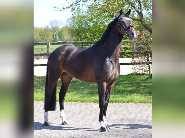 KWPN Jument 6 Ans 165 cm Bai brun foncé in Diever