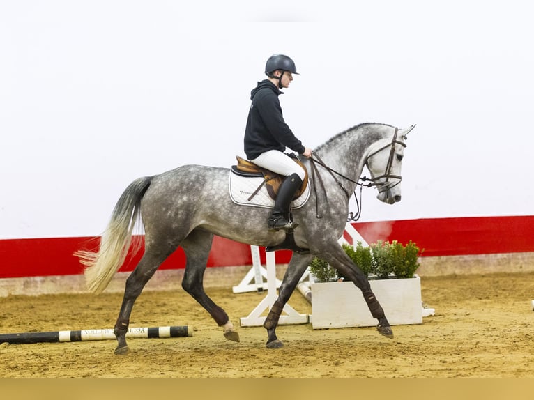 KWPN Jument 6 Ans 165 cm Gris in Waddinxveen