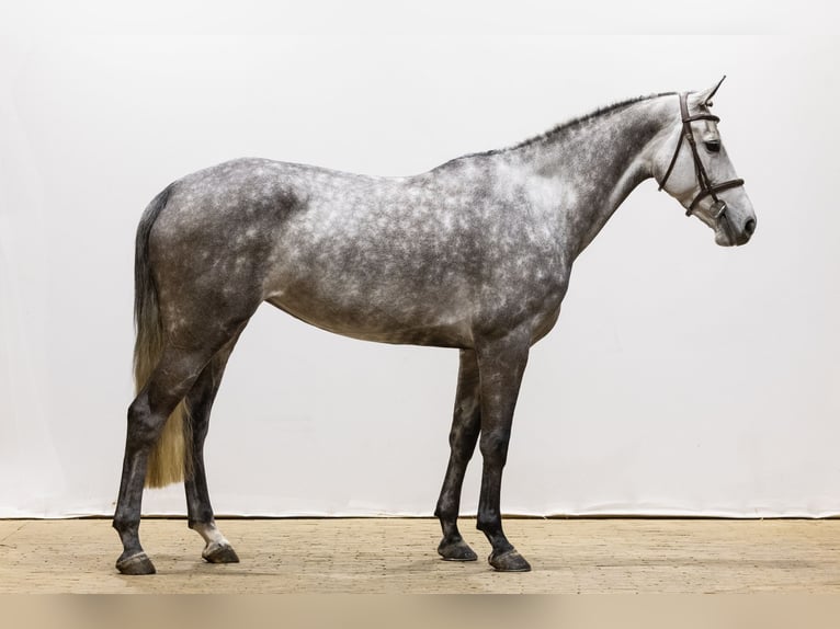 KWPN Jument 6 Ans 165 cm Gris in Waddinxveen