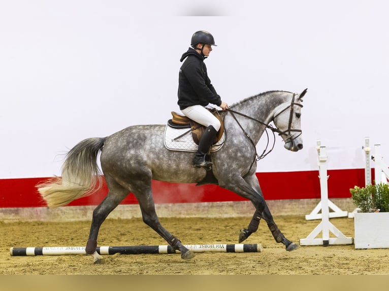 KWPN Jument 6 Ans 165 cm Gris in Waddinxveen