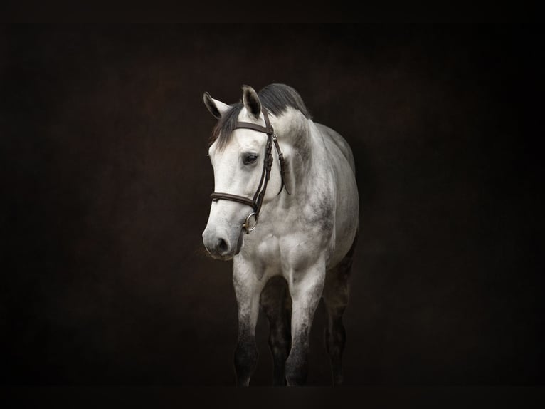 KWPN Jument 6 Ans 165 cm Gris pommelé in Enschede