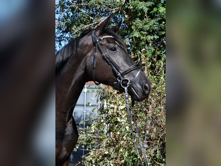 KWPN Jument 6 Ans 165 cm Noir in Geilenkirchen