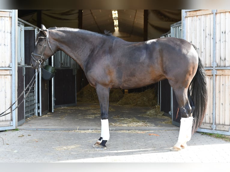 KWPN Jument 6 Ans 165 cm Noir in Geilenkirchen