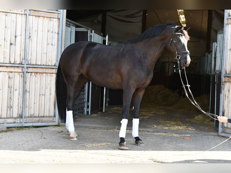 KWPN Jument 6 Ans 165 cm Noir in Geilenkirchen