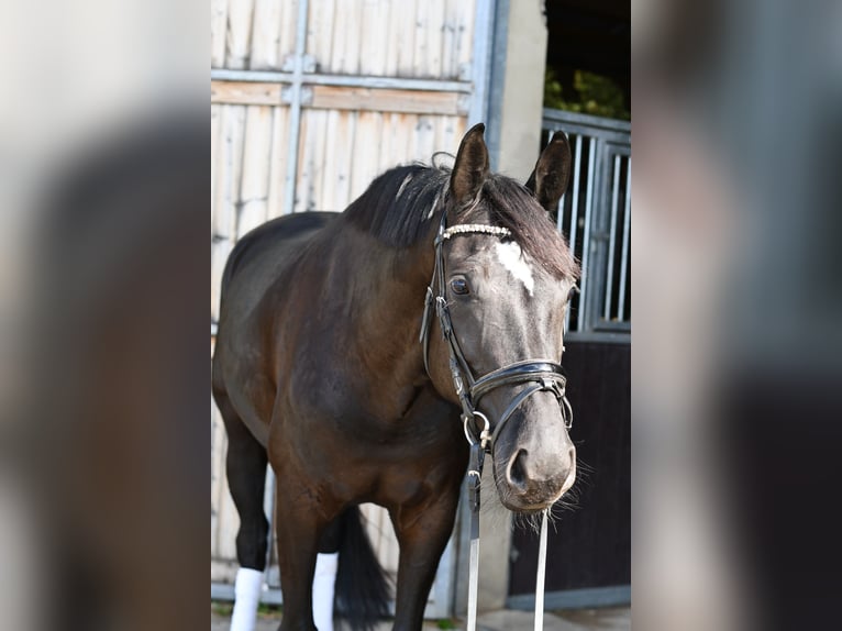 KWPN Jument 6 Ans 165 cm Noir in Geilenkirchen