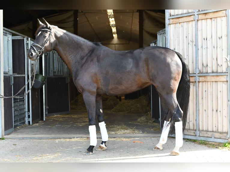 KWPN Jument 6 Ans 165 cm Noir in Geilenkirchen