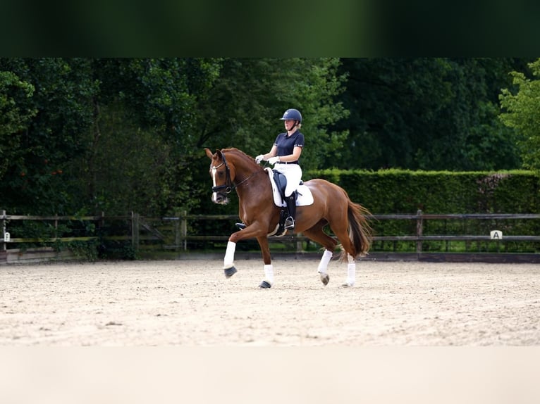 KWPN Jument 6 Ans 166 cm Alezan in de Lutte