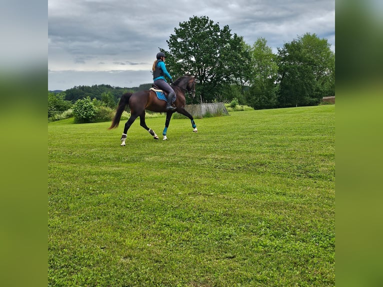 KWPN Jument 6 Ans 166 cm Bai in Niederaichbach