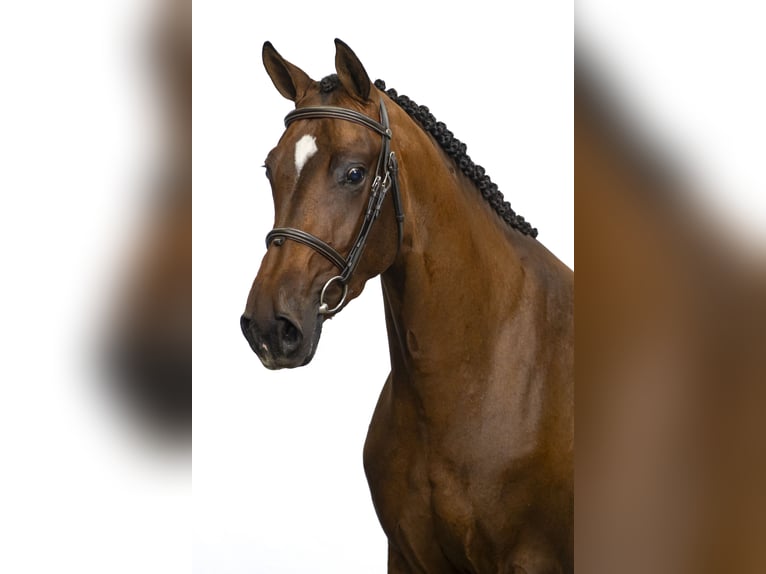 KWPN Jument 6 Ans 166 cm Bai in Werder/Havel