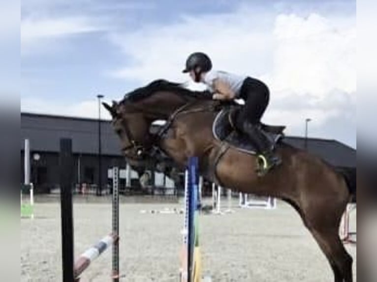 KWPN Jument 6 Ans 166 cm Peut devenir gris in Augustinusga