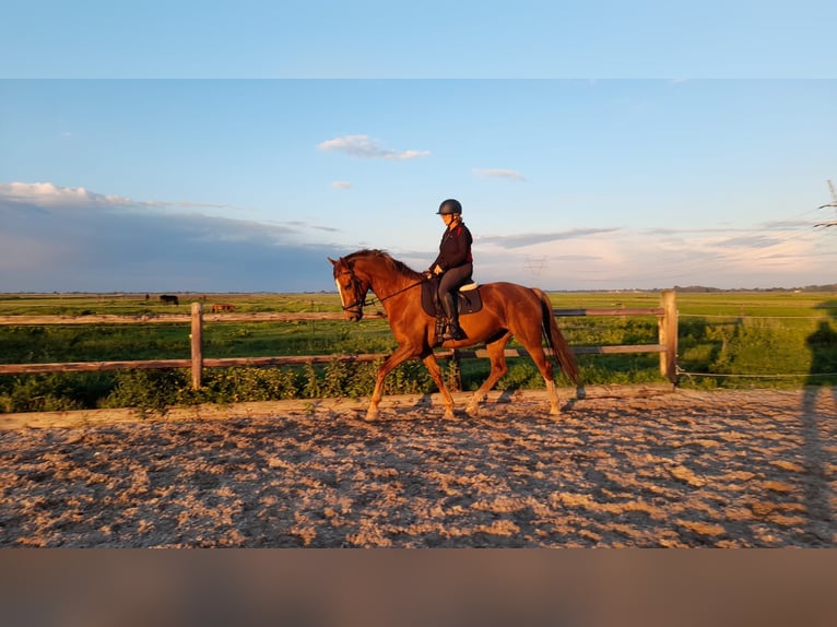 KWPN Jument 6 Ans 167 cm Alezan in Biddinghuizen