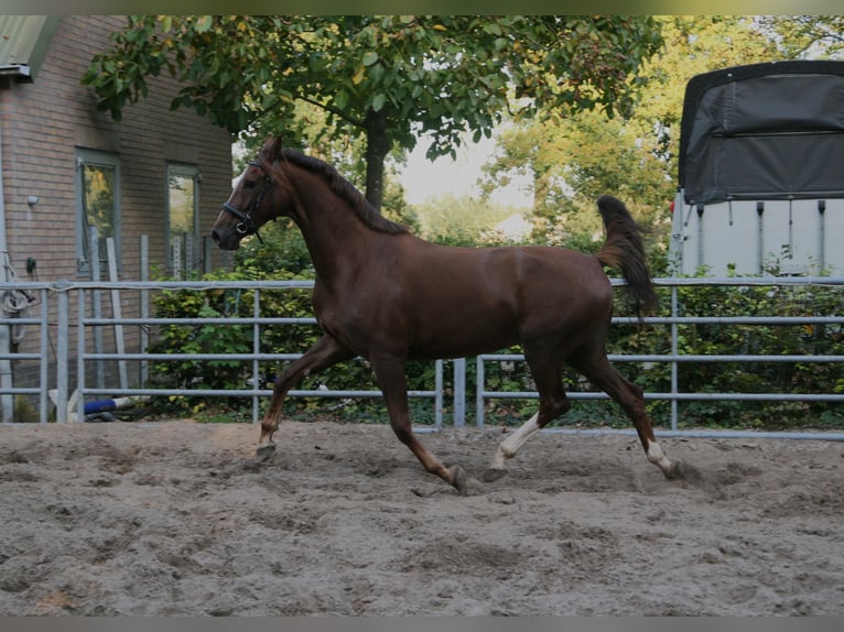 KWPN Jument 6 Ans 167 cm Alezan in Doornspijk
