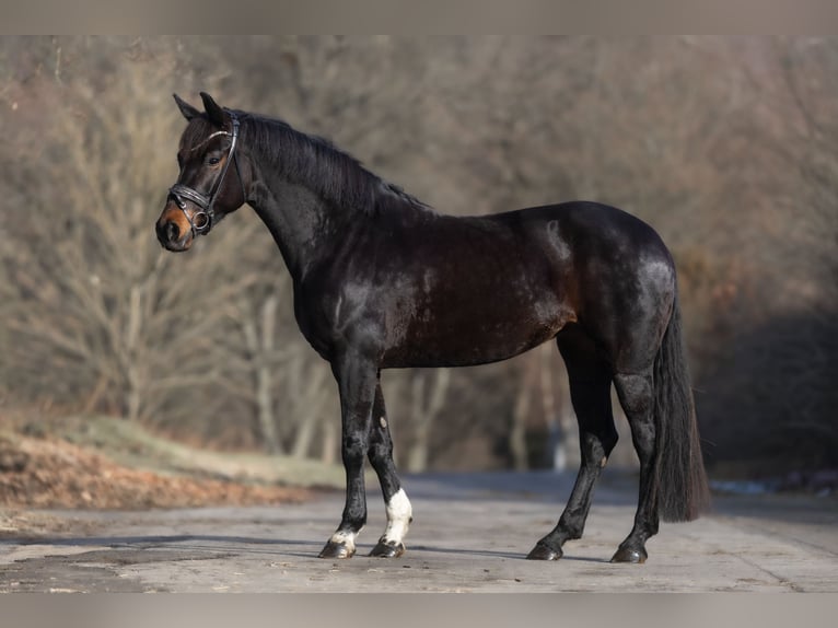 KWPN Jument 6 Ans 167 cm Bai brun in Windhagen