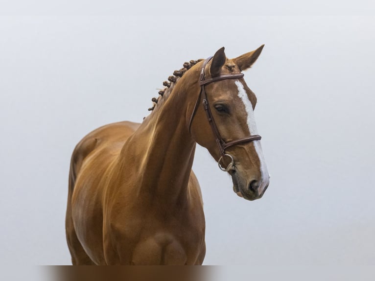 KWPN Jument 6 Ans 167 cm in Waddinxveen
