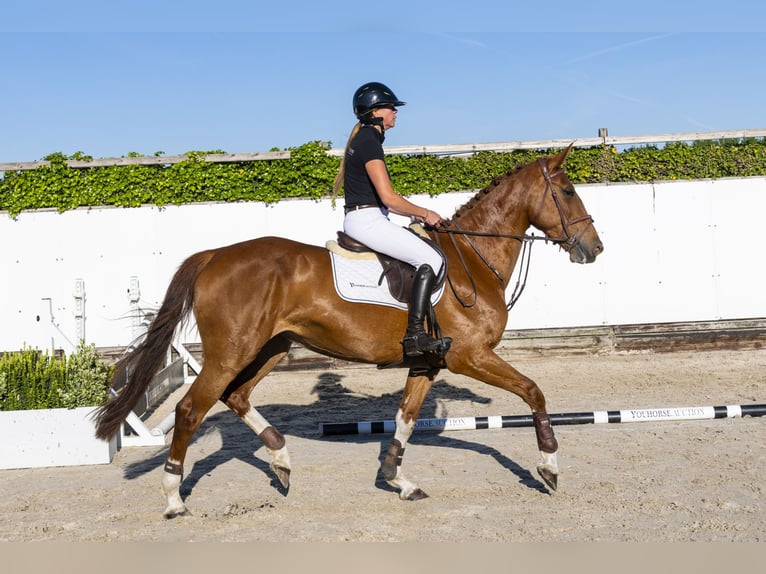 KWPN Jument 6 Ans 167 cm in Waddinxveen