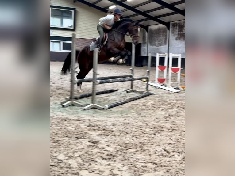 KWPN Jument 6 Ans 167 cm in Putten