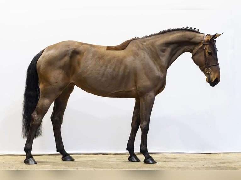 KWPN Jument 6 Ans 167 cm  in Waddinxveen