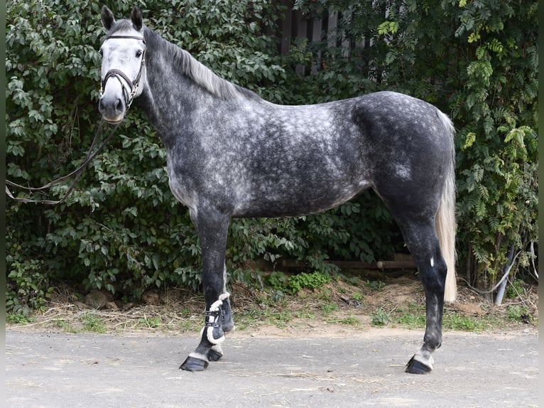 KWPN Jument 6 Ans 167 cm Gris pommelé in Geilenkirchen