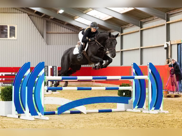 KWPN Jument 6 Ans 167 cm Noir in Waddinxveen