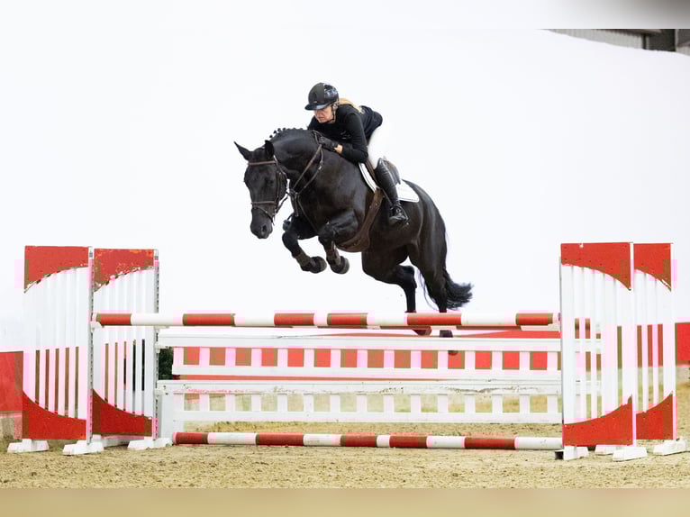 KWPN Jument 6 Ans 167 cm Noir in Waddinxveen