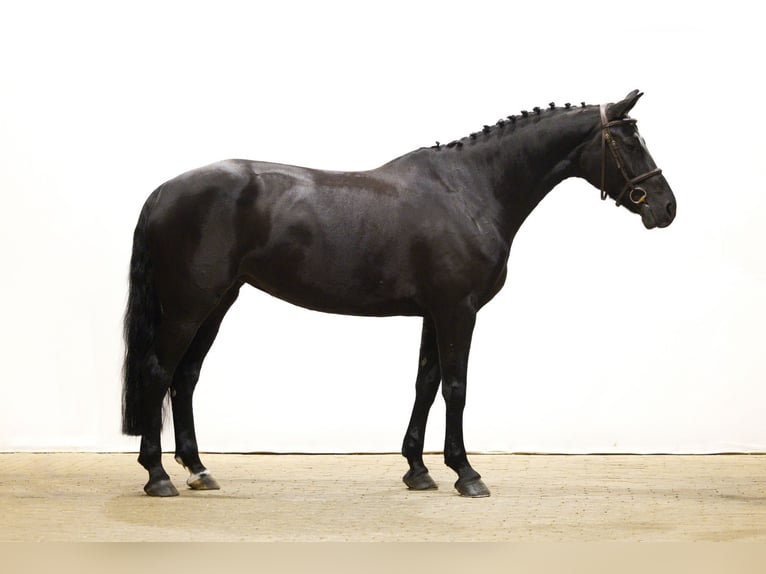 KWPN Jument 6 Ans 167 cm Noir in Waddinxveen