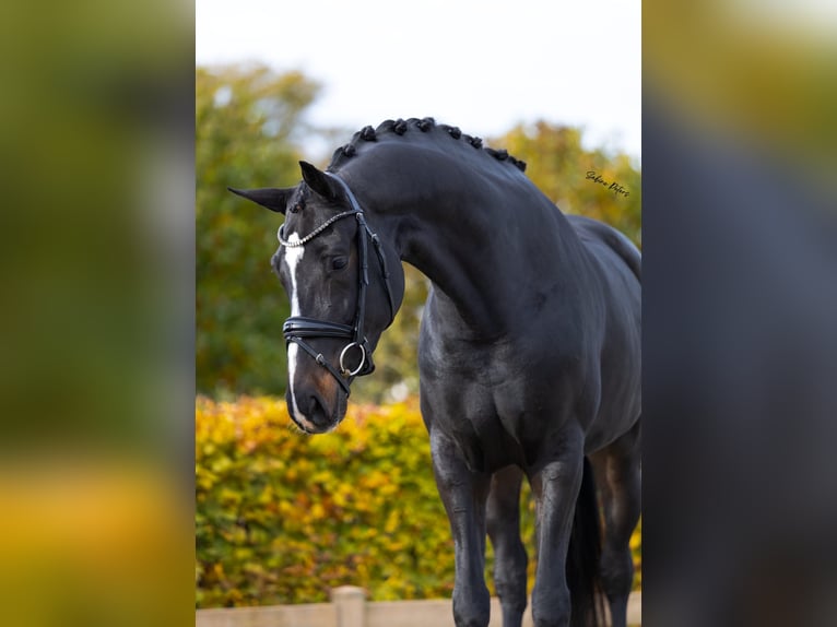 KWPN Jument 6 Ans 168 cm Bai brun foncé in Goch