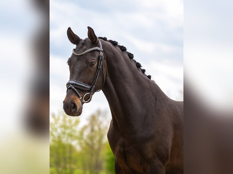 KWPN Jument 6 Ans 168 cm Bai brun foncé in Nettersheim