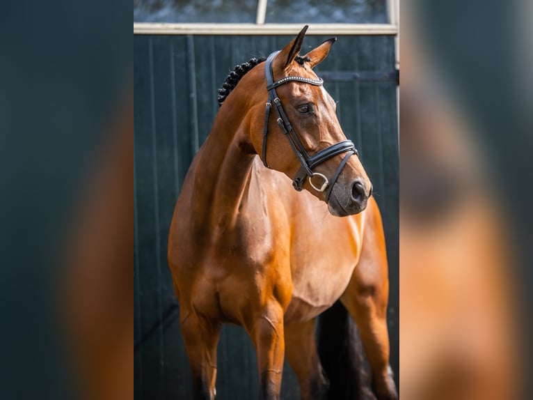KWPN Jument 6 Ans 168 cm Bai in Boekel