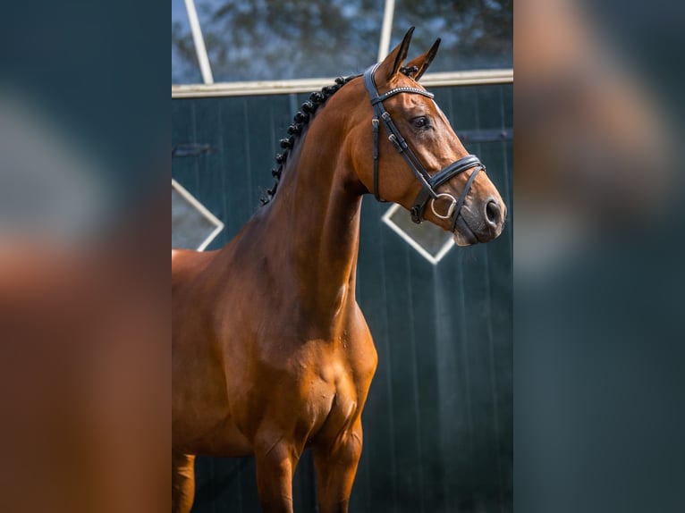 KWPN Jument 6 Ans 168 cm Bai in Boekel