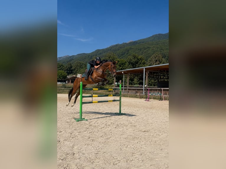 KWPN Jument 6 Ans 168 cm Bai in chambery