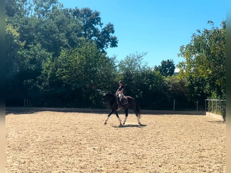 KWPN Jument 6 Ans 168 cm Noir in Enzesfeld